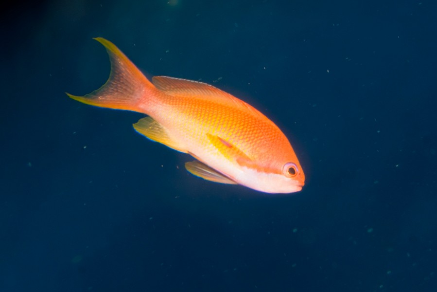 Maldives Lyretail Anthias (Pseudanthias squamipinnis) in Aquarium